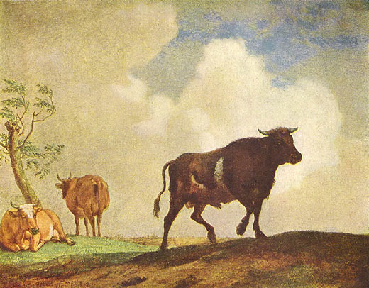 Stier und Kühe